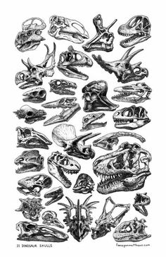 a drawing of various types of skulls and dinosaurs in black and white ink on paper