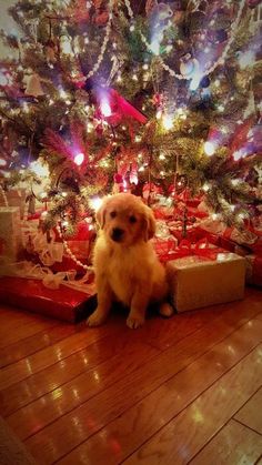 a dog sitting in front of a christmas tree