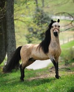 a horse standing on top of a lush green field next to a tree filled forest