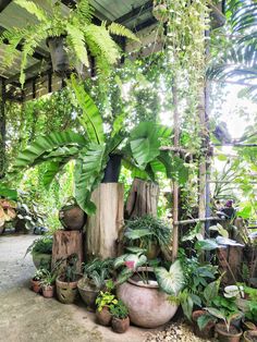 many potted plants and trees in the middle of a room with lots of greenery