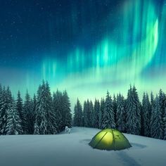 a tent pitched up in the snow under an aurora bore above trees and evergreens