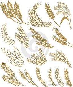 wheat set on white background with clippings for the design stock photo - image