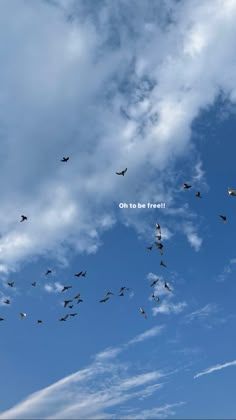 a flock of birds flying through a blue sky with the words oh to be free