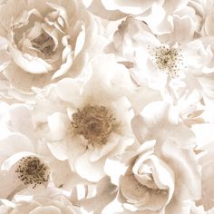 an image of white flowers that are in the middle of the frame and on top of each other