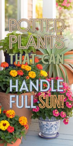 Potted plants with colorful flowers are arranged in sunlight. Text reads "Potted Plants That Can Handle Full Sun!" in bold, cheerful typography.