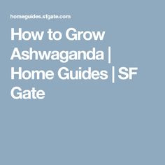 the text how to split lavender plants home guides / ssf gate on a blue background