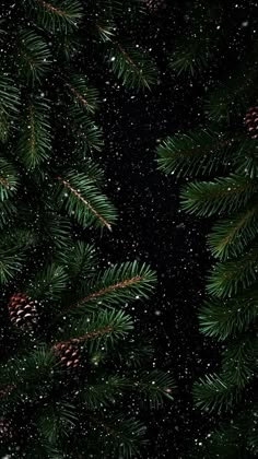 pine branches with snow falling on them and evergreen cones in the foreground, against a black background