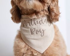 a brown dog wearing a birthday boy bandana