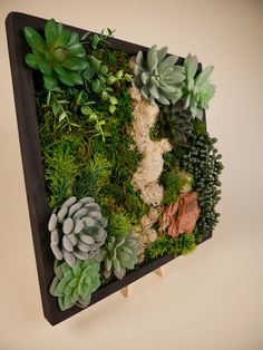 an arrangement of succulents and moss in a black tray on a wall