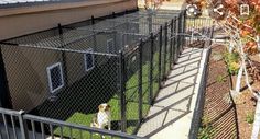 a dog is sitting in the grass behind a fenced off area that has stairs leading up to it