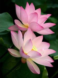 two pink lotus flowers with green leaves in the foreground and one yellow flower at the far end