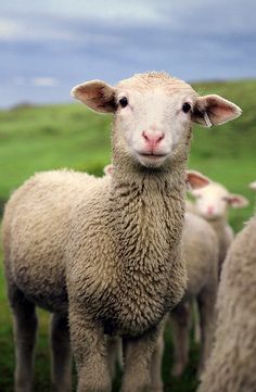 a herd of sheep standing next to each other on a lush green field under a cloudy sky