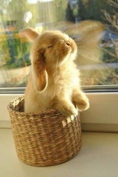 a small rabbit sitting in a basket on a window sill