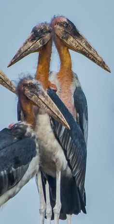 two large birds standing next to each other on top of a tree branch with their beaks open