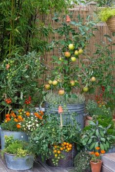 several potted plants on a wooden deck