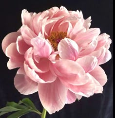 a pink flower with green leaves in a vase