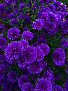 purple flowers are blooming in the garden