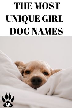 Disney Girl Dog Names, Corgi Names Female, Taylor Swift Dog Names, Coquette Dog Names, Beachy Dog Names, Western Girl Dog Names