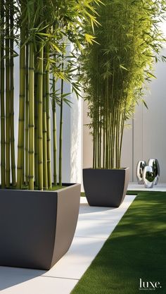 there are two planters in front of the bamboo trees on the grass lawns