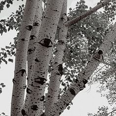 a black and white photo of a tree with birds perched on it's branches