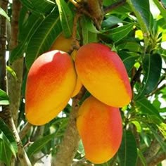 the fruit is growing on the tree and ready to be picked from it's branches