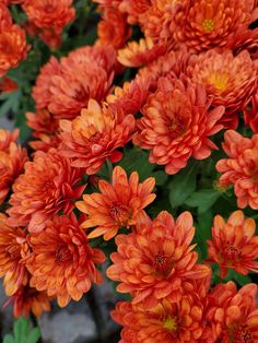 an orange flower is blooming in the garden