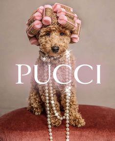 a brown dog wearing a pink hat and pearls on top of a red chair with the words pucci above it