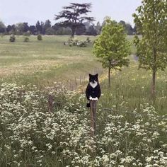 a black and white cat sitting on top of a wooden post in the middle of a field