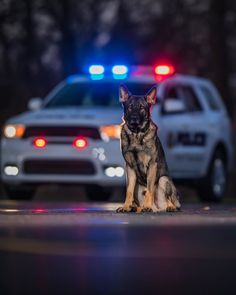 a police dog sitting in front of a police car