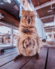 two small brown animals sitting on top of a wooden table