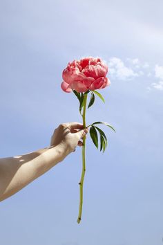 a person holding a pink flower in the air with blue sky behind them and clouds