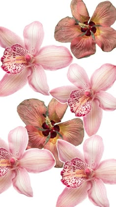 pink orchids are arranged on a white background