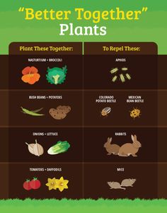 the different types of plants that are on display in this info sheet for kids's learning