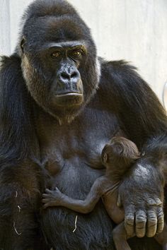 an adult gorilla holding a baby in its arms and looking at the camera while standing next to a wall