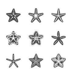 starfishs and sea stars in black and white stock photo - image 34978