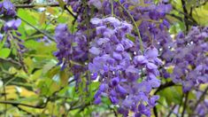 purple flowers are blooming on the tree