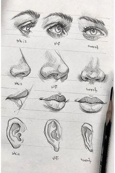 a pencil drawing of different types of nose