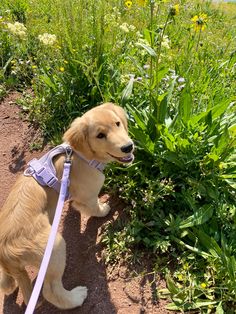 a brown dog wearing a harness standing in front of green plants and flowers on a sunny day