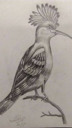 a drawing of a bird sitting on top of a tree branch with its beak open