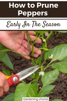 someone is cutting the leaves off of a pepper plant with a pair of scissor