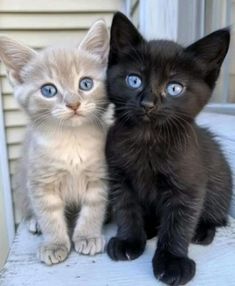 two kittens sitting next to each other with blue eyes