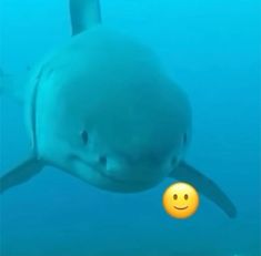 a smiling white shark in the ocean with an emoticive smile on its face