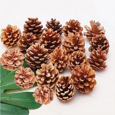 several pine cones and leaves on a white surface