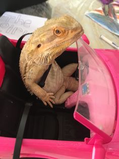 a small lizard sitting inside of a pink toy car