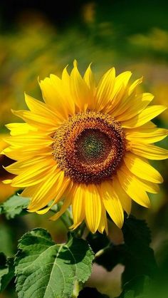 a large yellow sunflower with green leaves in the foreground and an orange center