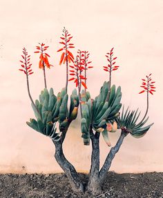 a small tree with red flowers in front of a white wall and dirt flooring