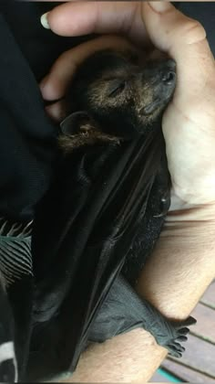 a person holding a small bat in their left hand and it's eyes closed