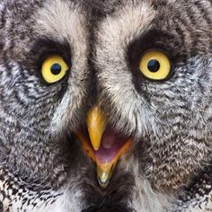 an owl has its mouth open and is showing it's teeth with yellow eyes