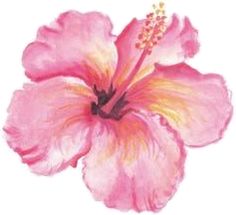 a pink flower with yellow stamens on it's petals is shown in this drawing