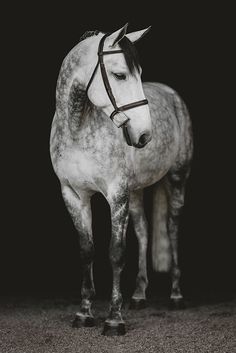 a white horse is standing in the dark